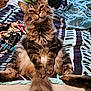 abyssinian, accessories, animal, baby, bag, bed, bedroom, blanket, cat, couch, furniture, handbag, homedecor, indoors, kitten, laundry, linen, manx, person, pet