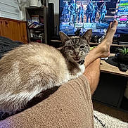 Nevada a rejoint le concours — aidez-le/la à gagner de superbes lots ! cat, indoor, living_room, television, video_game, person, legs, feet, plant, bookshelf, carpet, couch, relaxing, furniture, pet, fluffy, screen, game, leisure, home