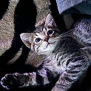 Luna is registered to the contest to win money with this photo: animal, blanket, cat, closeup, cozy, curious, cute, feline, fur, indoor, kitten, pattern, paw, pet, resting, soft_lighting, tabby, texture, whiskers, young