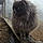 Sheeba