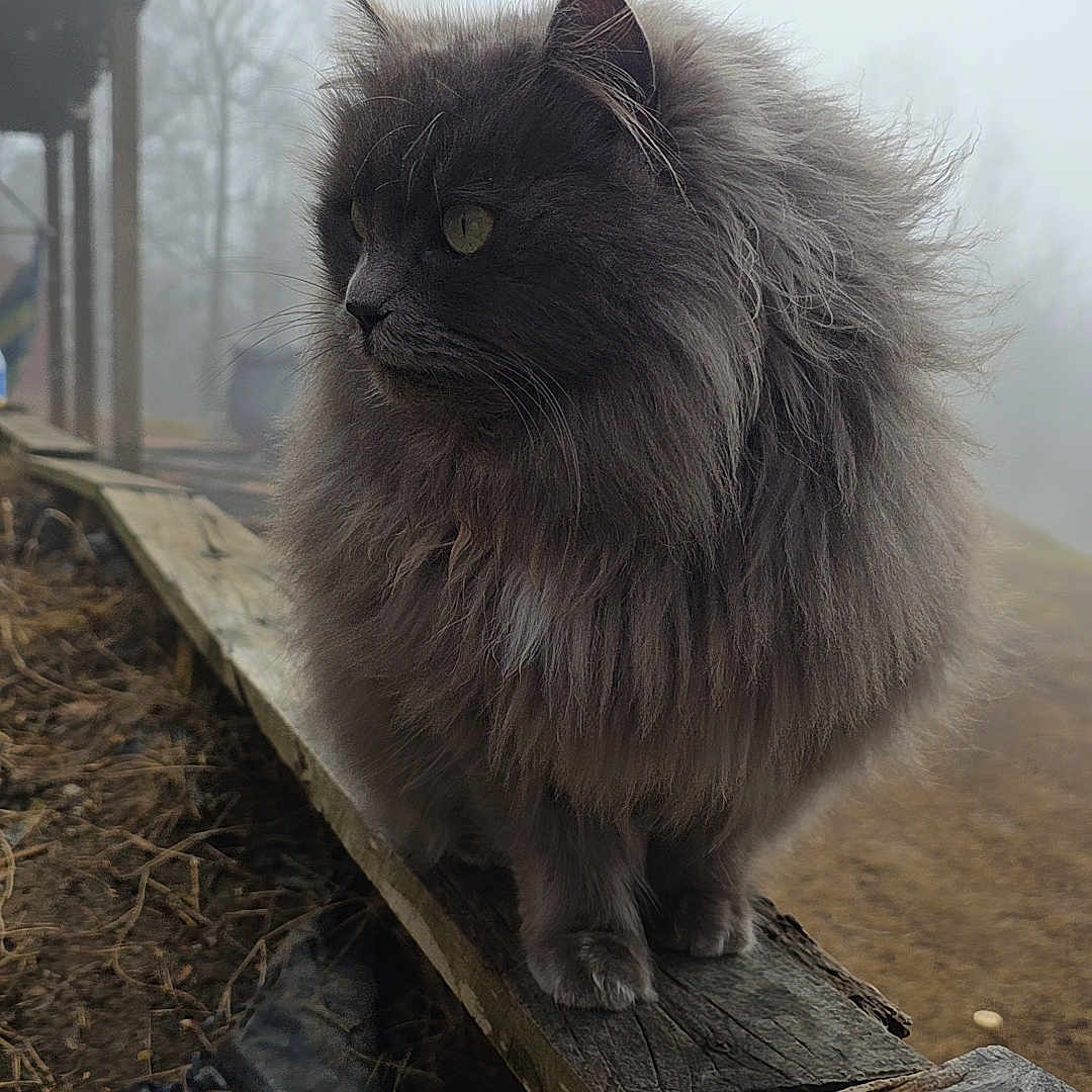 Sheeba