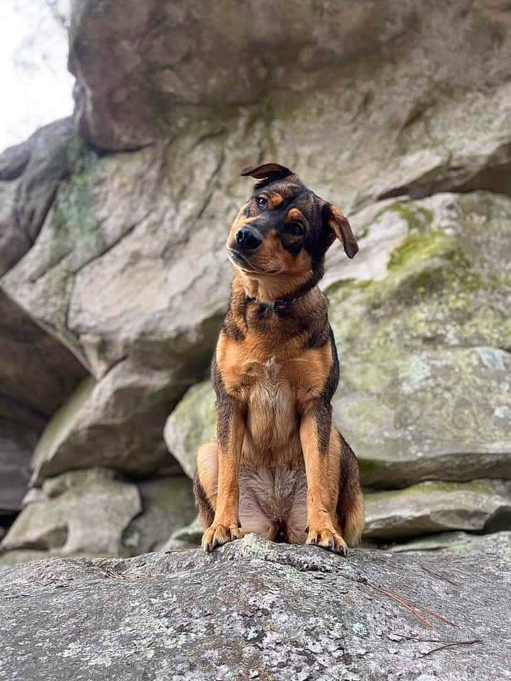 Laïka participe au concours pour gagner de l'argent avec cette photo : adventure, bedrock, canidae, carnivore, companion_dog, dog, dog_breed, fawn, guard_dog, hound, hunting_dog, liver, outcrop, plant, rock, terrestrial_animal, wood, working_animal, working_dog