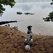 Maïkan a rejoint le concours — aidez-le/la à gagner de superbes lots ! animal, back_view, branch, calm, dog, fog, fur, lake, leaves, mist, morning, nature, outdoor, peaceful, reflection, sand, shoreline, sitting, trees, water
