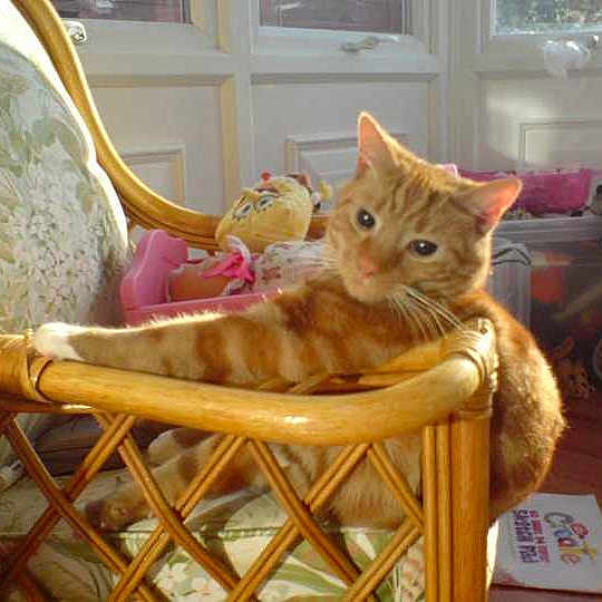 Tinker is registered to the contest to win money with this photo: