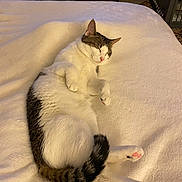Bird is registered to the contest to win money with this photo: cat, sleeping, white_blanket, cozy, indoor, pet, fur, relaxation, curled_up, pink_paws, tail, domestic_animal, mammal, resting, cute, comfortable, feline, bedroom, quiet, peaceful
