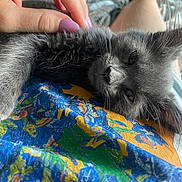Willow is registered to the contest to win money with this photo: kitten, cat, pet, gray_fur, hand, fingernails, colorful_fabric, floral_pattern, indoor, relaxing, close_up, soft_focus, legs, casual, comfort, cozy, animal, cute, resting, domestic