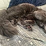 cat, gray_cat, fluffy, sleeping, paw, bedspread, patterned_bedspread, indoor, pet, feline, relaxed, cute, whiskers, tail, cozy, resting, animal, fur, domestic_cat, covered_face