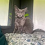Willow is registered to the contest to win money with this photo: cat, gray_cat, fluffy, bedspread, patterned_bedspread, indoor, mirror, plant, yellow_eyes, wild_ears, feline, pet, animal, curious, sitting, fur, whiskers, home, portrait, looking
