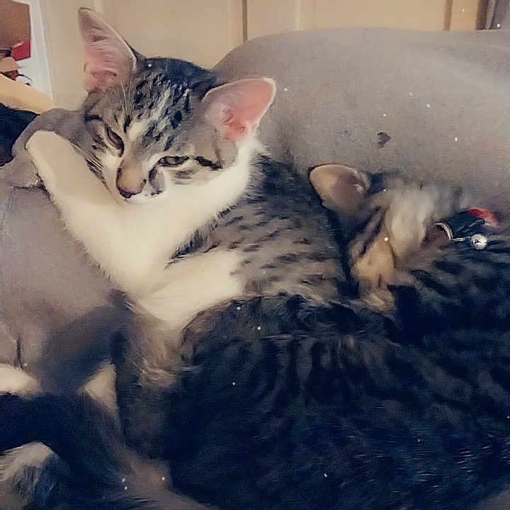 Milo And Qilo joined the competition — help win amazing prizes! animal, cat, chair, collar, cozy, cute, domestic_animal, ears, feline, fur, gray, indoor, pet, relaxed, resting, sleeping, snuggling, soft, tabby_cat, whiskers