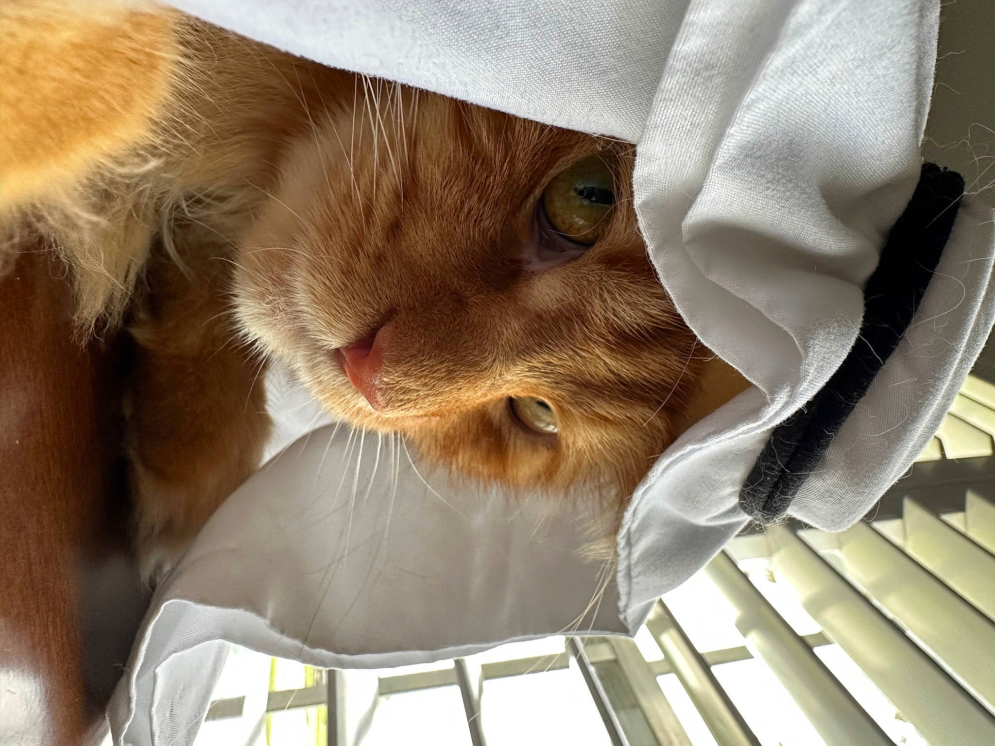 Goku joined the competition — help win amazing prizes! carnivore, cat, claw, comfort, domestic_short_haired_cat, fawn, felidae, fur, paw, small_to_medium_sized_cats, snout, whiskers, wrinkle