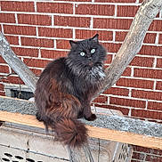 Moonlight is registered to the contest to win money with this photo: cat, fluffy_cat, black_cat, green_eyes, wooden_plank, tree_branch, brick_wall, outdoor, animal, pet, feline, sitting, fur, nature, daylight, close_up, calm, wildlife, cute, domestic_animal