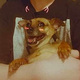 Blayke is registered to the contest to win money with this photo: canidae, carnivore, comfort, companion_dog, dog, dog_breed, ear, fang, fawn, fur, paw, sleeve, smile, snout, sporting_group, t_shirt, terrestrial_animal, toy_dog, whiskers, working_animal