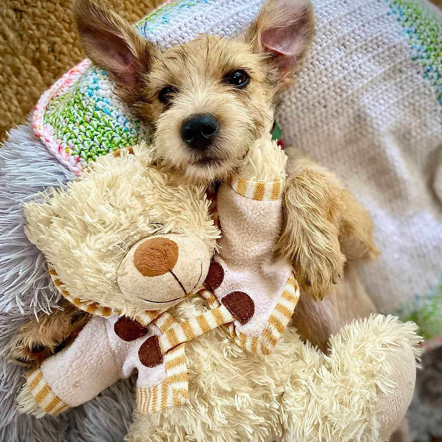 Rumi participe au concours pour gagner de l'argent avec cette photo : animal, blanket, comfort, cozy, cuddle, cute, dog, ears, fur, home, knitted, lying_down, nose, pet, puppy, relax, sleepy, stuffed_toy, teddy_bear, toy