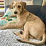 dog, canine, pet, scruffy, light_brown, lying_down, blanket, pillow, patterned_pillow, sofa, indoor, home, bookshelf, book, furniture, relaxed, cozy, tail, paw, fur