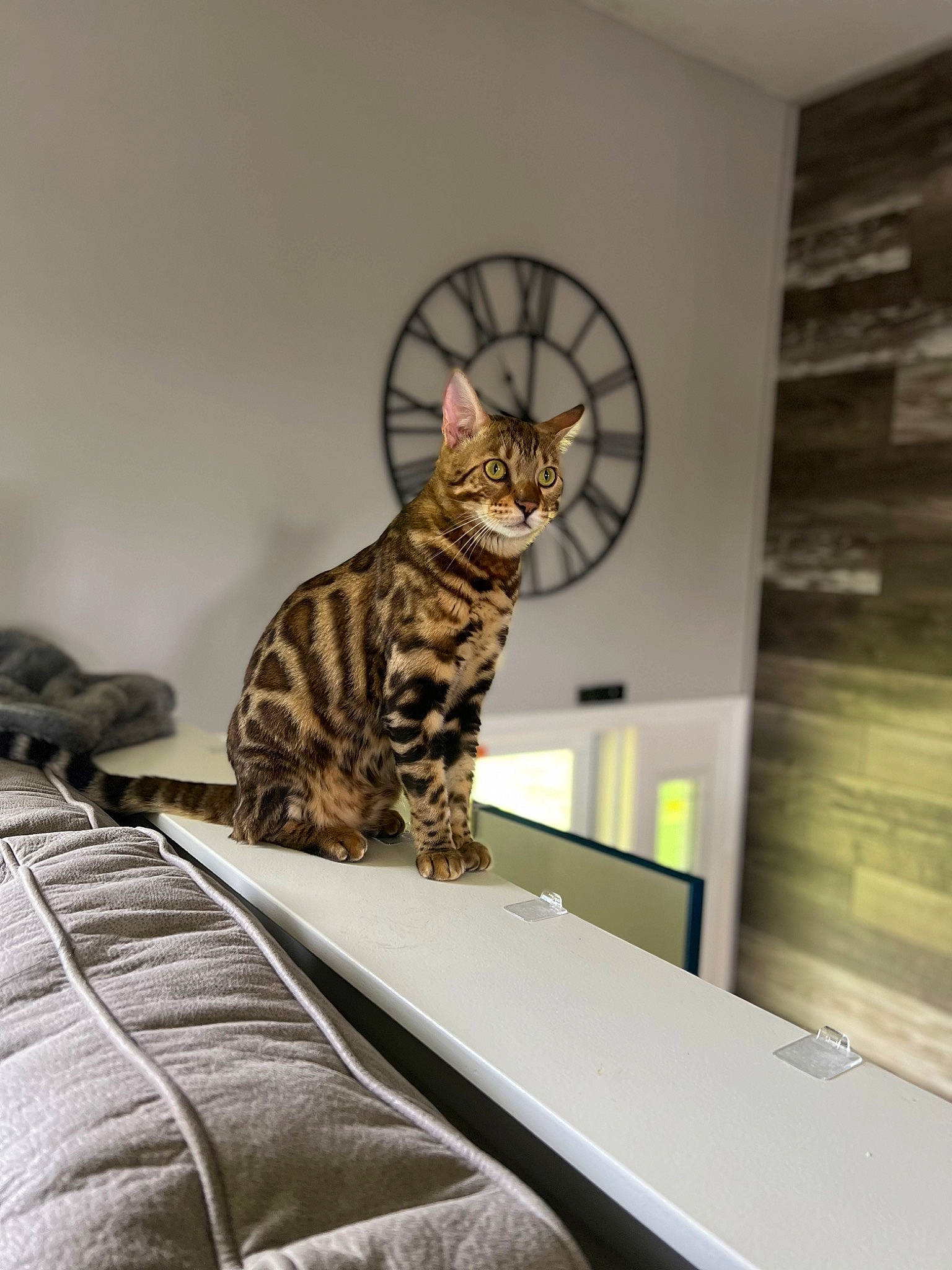 Hannibal joined the competition — help win amazing prizes! carnivore, cat, comfort, domestic_short_haired_cat, door, felidae, floor, flooring, fur, grey, hardwood, interior_design, room, sitting, small_to_medium_sized_cats, stairs, table, tree, whiskers, wood