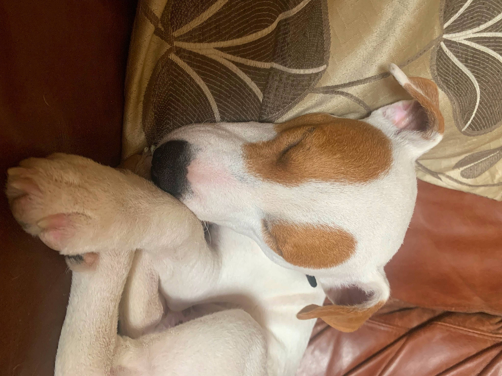 Dodge is registered to the contest to win money with this photo: canidae, carnivore, comfort, companion_dog, dog, dog_breed, ear, fawn, hound, nap, non_sporting_group, paw, sleep, snout, sporting_group, tail