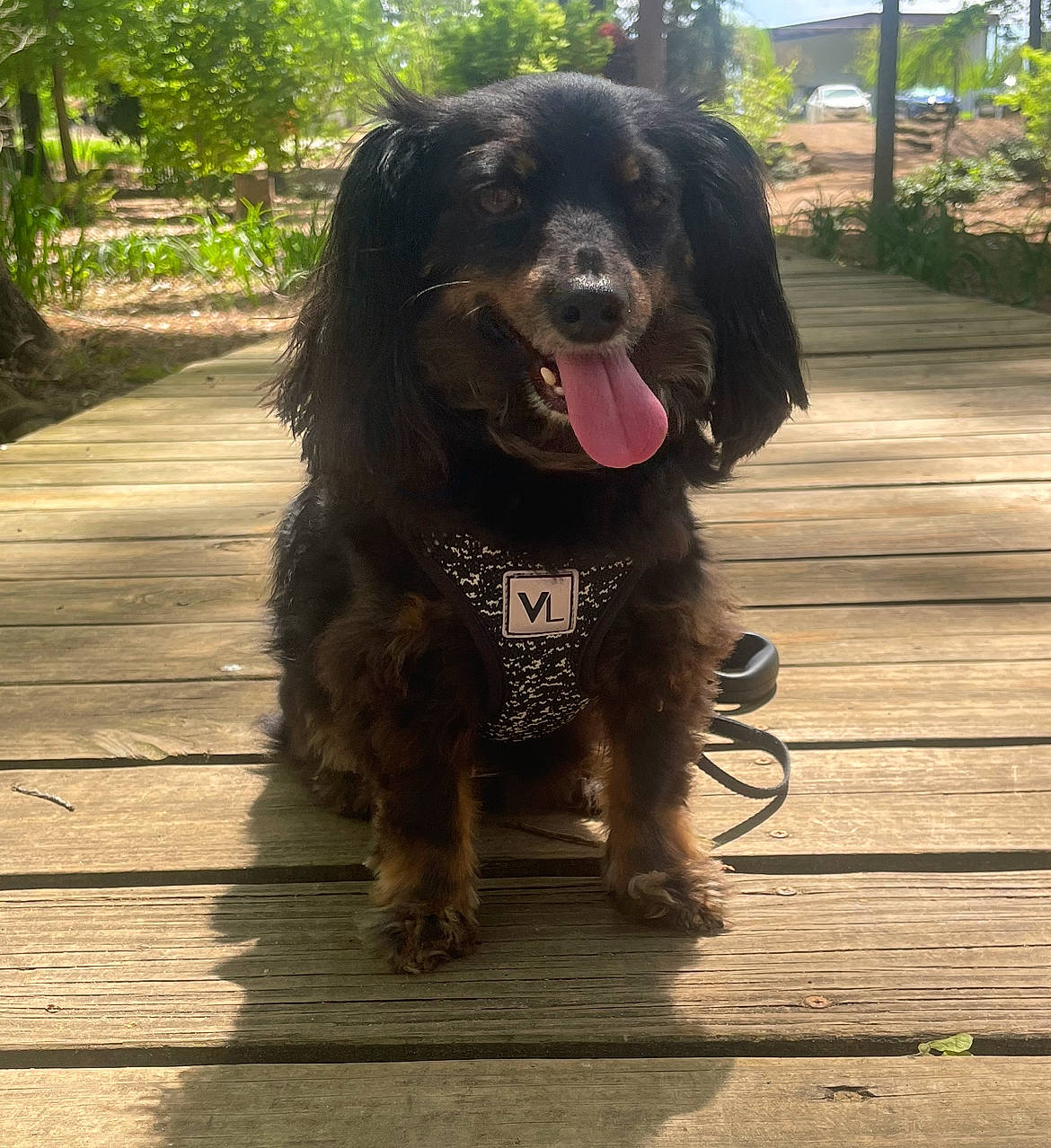 Oliver is registered to the contest to win money with this photo: canidae, carnivore, companion_dog, dog, dog_breed, flooring, fur, grass, gun_dog, liver, mammal, plant, snout, spaniel, sporting_group, terrestrial_animal, tree, vertebrate, wood, working_animal