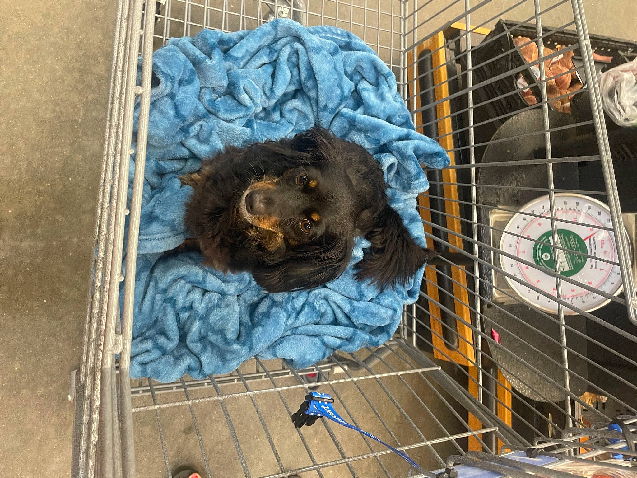 Oliver is registered to the contest to win money with this photo: art, big_cats, electric_blue, eye, facade, felidae, fictional_character, fur, graffiti, illustration, mesh, metal, mural, net, painting, sculpture, snout, street, transport, visual_arts