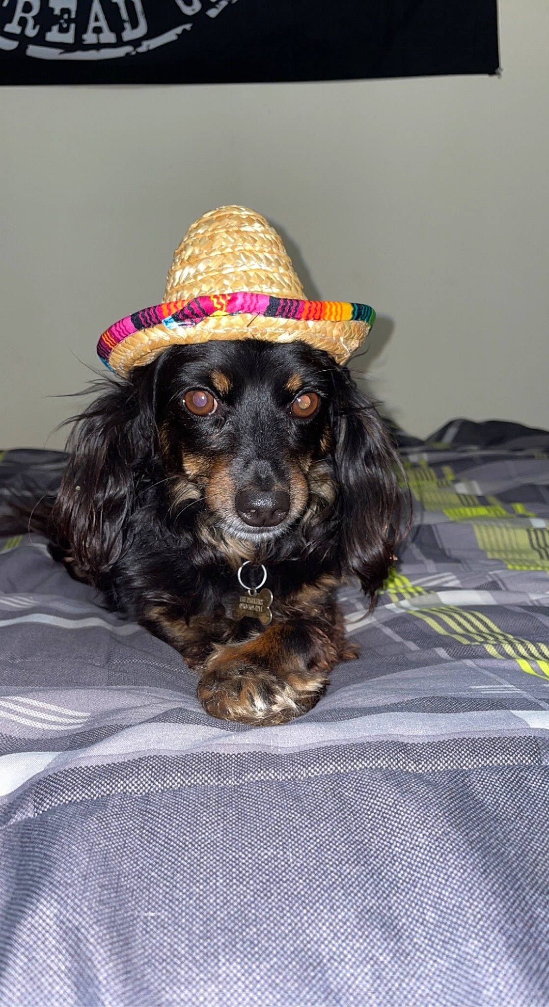 Oliver joined the competition — help win amazing prizes! canidae, carnivore, cocker_spaniel, collar, companion_dog, costume_hat, dog, dog_breed, dog_collar, dog_supply, fashion_accessory, fur, hat, liver, snout, spaniel, sporting_group, sun_hat, whiskers, working_animal