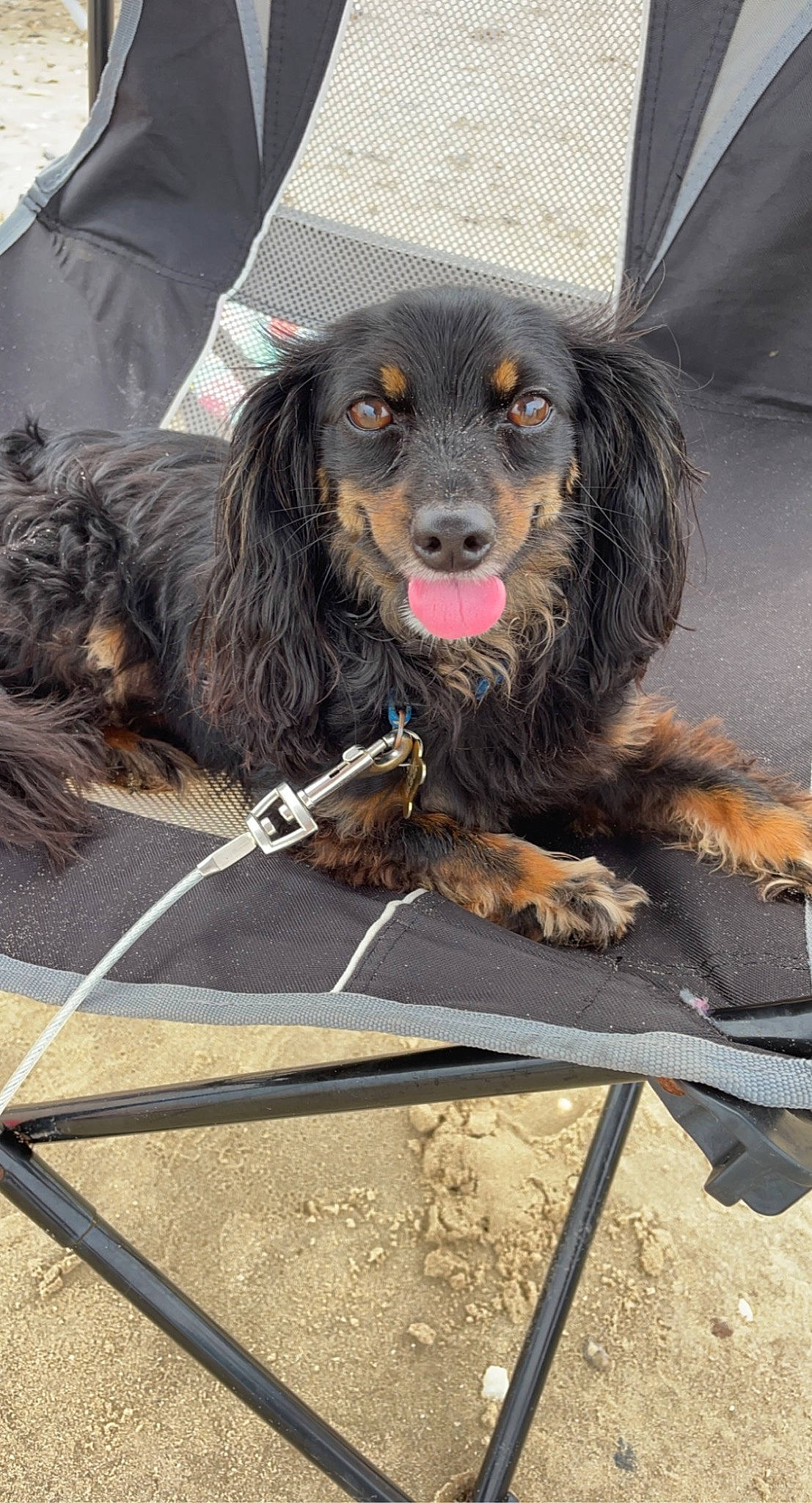 Oliver is registered to the contest to win money with this photo: biting, canidae, carnivore, collar, companion_dog, dog, dog_breed, dog_supply, fur, gun_dog, liver, snout, spaniel, sporting_group, working_animal, working_dog