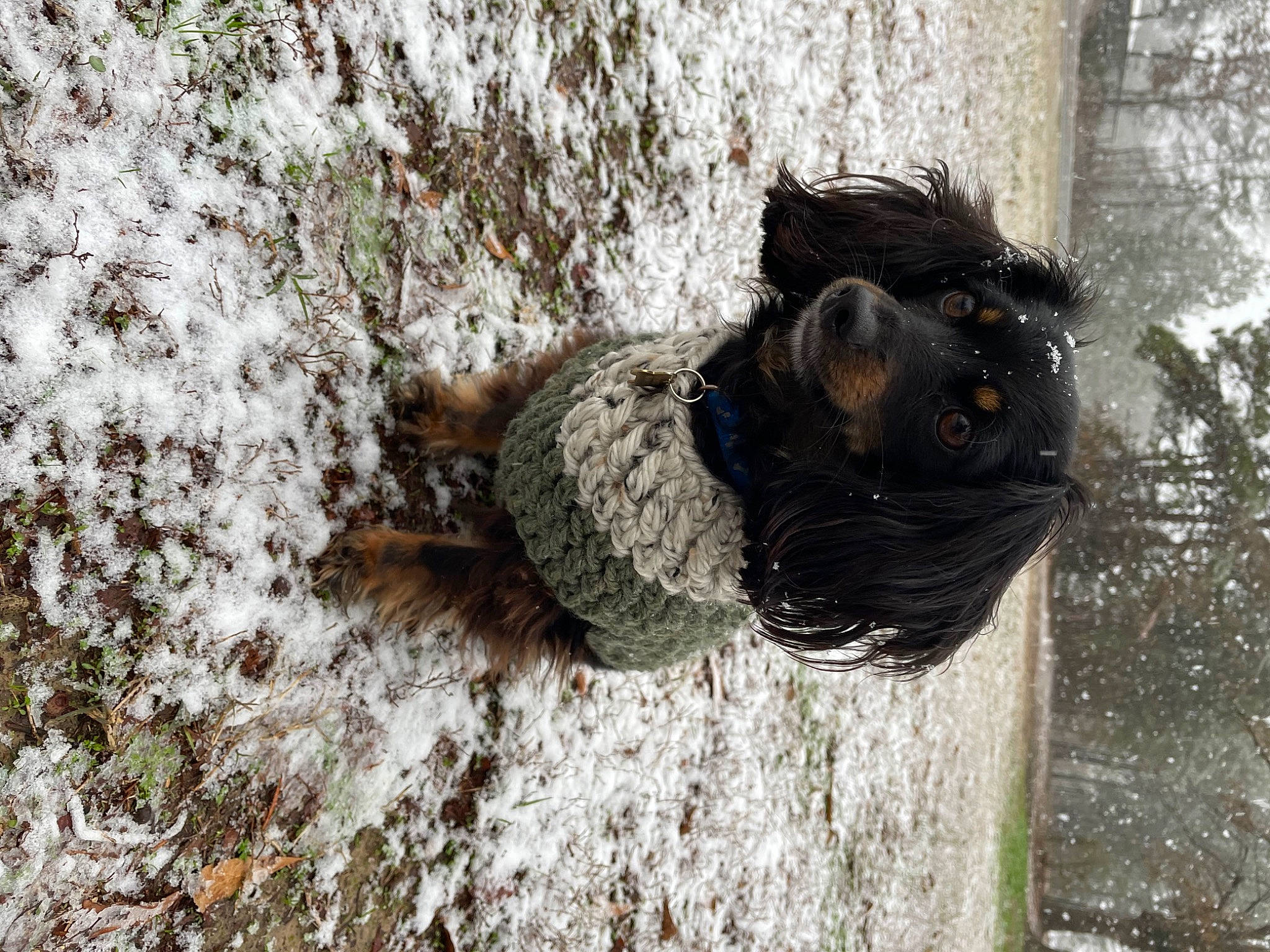 Oliver joined the competition — help win amazing prizes! beak, bird, canidae, dog_breed, dress, feather, freezing, fur, grass, mammal, plant, recreation, snow, soil, tree, trunk, water, water_bird, winter, wood
