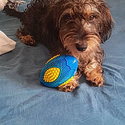 Paillette participe au concours pour gagner de l'argent avec cette photo : dog, pet, shaggy, brown_fur, curly_fur, lying_down, bed, bedspread, toy, chew_toy, blue, yellow, indoors, bedroom, relaxed, puppy, canine, portrait, playful, home