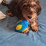 dog, pet, shaggy, brown_fur, curly_fur, lying_down, bed, bedspread, toy, chew_toy, blue, yellow, indoors, bedroom, relaxed, puppy, canine, portrait, playful, home