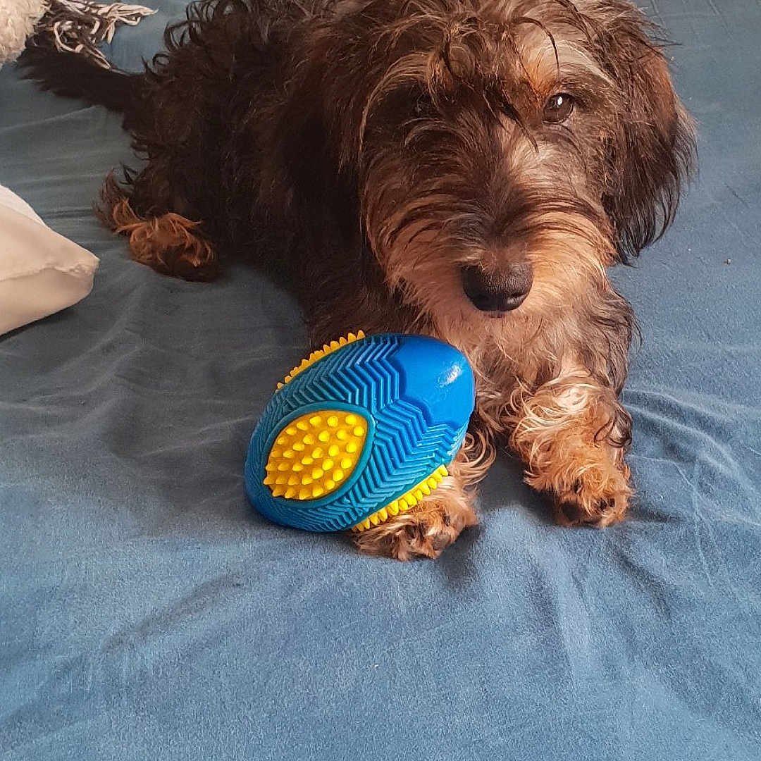 Paillette participe au concours pour gagner de l'argent avec cette photo : dog, pet, shaggy, brown_fur, curly_fur, lying_down, bed, bedspread, toy, chew_toy, blue, yellow, indoors, bedroom, relaxed, puppy, canine, portrait, playful, home