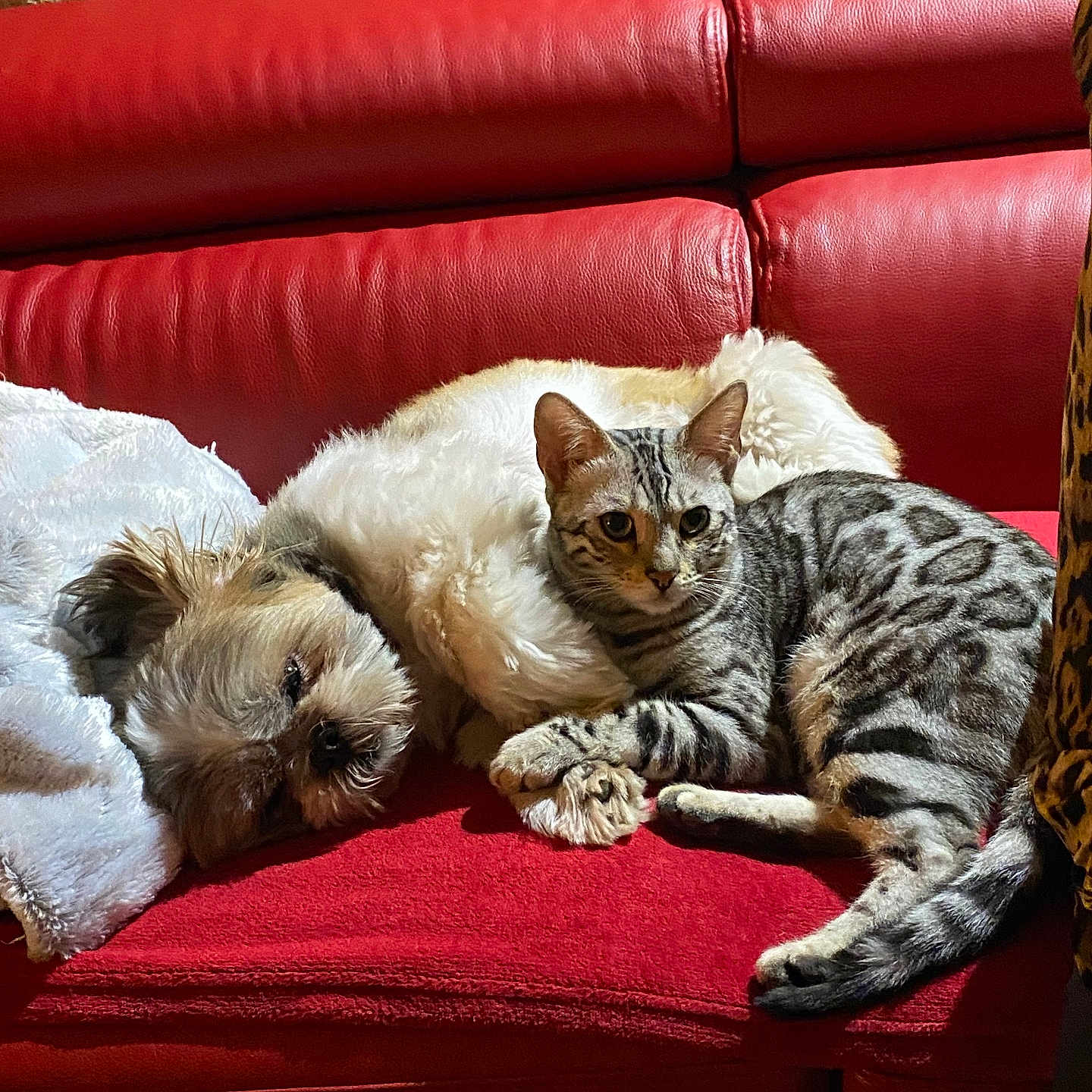 Prada Et Pamela a rejoint le concours — aidez-le/la à gagner de superbes lots ! animal, architecture, armchair, building, canine, cat, chair, couch, cushion, dog, furniture, homedecor, indoors, livingroom, person, pet, puppy, room, sleeping, terrier