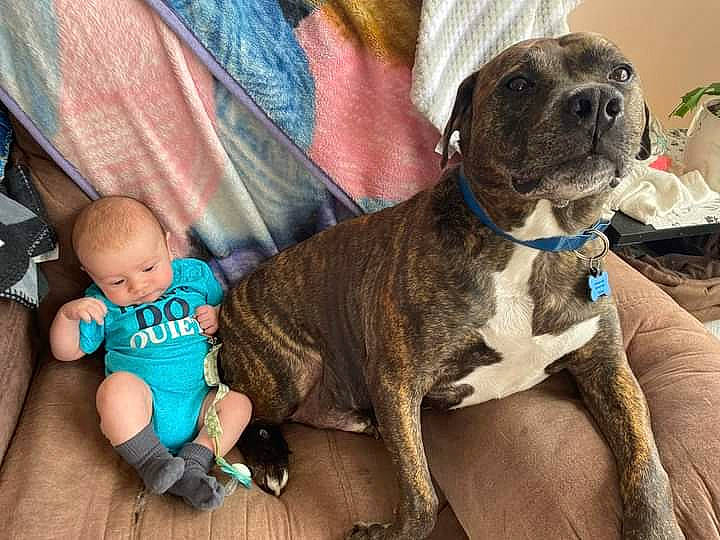 Kylar joined the competition — help win amazing prizes! baby, baby_toddler_clothing, carnivore, collar, comfort, companion_dog, couch, dog, dog_breed, dog_collar, fawn, fur, lap, person, pet_supply, sitting, snout, sporting_group, toddler, toy_dog