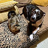 animal, black_and_white_dog, blanket, brown_couch, cat, companion, couch, cozy, curious, dog, domestic, floor, fur, indoor, leopard_print, pet, relaxing, resting, tabby_cat, yellow_cushion