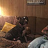 animal, black_and_white_dog, brown_couch, collar, couch, cozy, dog, framed_picture, home_decor, indoor, leopard_print_blanket, living_room, person, pet, relaxed, ripped_jeans, seated, tattoo, wood_panel_wall, yellow_pillow