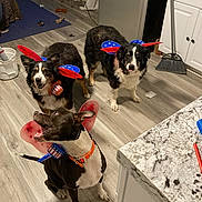 June joined the competition — help win amazing prizes! black_dog, broom, brown_dog, cabinet, collar, countertop, curious, decor, dog, domestic, floor, flooring, home, indoor, kitchen, pet_accessory, playful, television, toy, white_dog