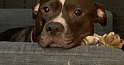 June joined the competition — help win amazing prizes! animal, brown, calm, canine, couch, dog, ears, face, fur, home, indoor, looking, nostrils, paw, pet, quiet, relaxed, resting, snout, white
