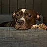 animal, brown, calm, canine, couch, dog, ears, face, fur, home, indoor, looking, nostrils, paw, pet, quiet, relaxed, resting, snout, white