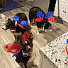 June is registered to the contest to win money with this photo: animal, black_dog, blue, broom, brown_dog, butterfly_wings, collar, costume, countertop, decor, dog, floor, flooring, indoor, kitchen, patriotic, pet, red, white, white_markings