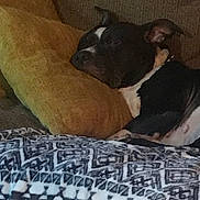 June is registered to the contest to win money with this photo: dog, sleeping, couch, pillow, blanket, indoor, resting, black_and_white_dog, cozy, relaxed, furniture, home, domestic_animal, pet, canine, comfort, nap, soft, animal, living_room