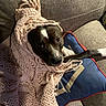 June joined the competition — help win amazing prizes! animal, blanket, brown_and_white, comfort, couch, cozy, cute, dog, fringe, fur, home, indoor, knitwear, looking_up, pet, pillow, portrait, relaxation, resting, snuggled