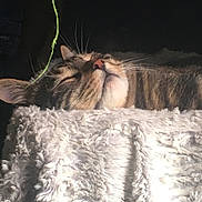 Nermul joined the competition — help win amazing prizes! cat, tabby, sleeping, fluffy_blanket, cozy, sunlight, whiskers, close_up, pet, feline, relaxed, soft_texture, indoor, nap, fur, cute, animal, peaceful, resting, domestic_cat