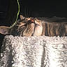 cat, tabby, sleeping, fluffy_blanket, cozy, sunlight, whiskers, close_up, pet, feline, relaxed, soft_texture, indoor, nap, fur, cute, animal, peaceful, resting, domestic_cat