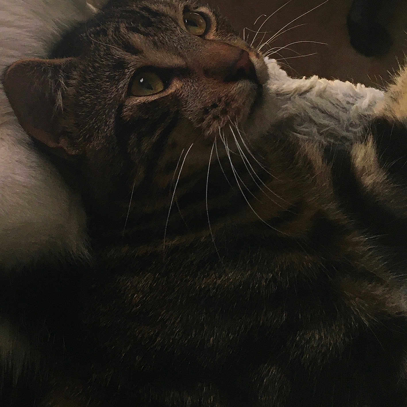 Nermul