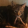 cat, tabby, rope_toy, pet, animal, indoor, feline, whiskers, ears, eyes, fur, close_up, portrait, playful, resting, dim_light, patterned_wall, household, cozy, curious