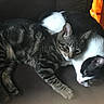 Nermul joined the competition — help win amazing prizes! cat, tabby_cat, black_and_white_cat, pets, snuggling, couch, indoor, feline, animal, resting, companionship, fur, ears, whiskers, cute, domestic, mammal, two_animals, laying_down, relaxed