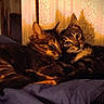 cat, tabby_cat, sleeping, curious, cozy, blanket, indoor, pets, feline, snuggling, resting, curtains, warm_light, domestic_animal, animal, companionship, fur, cute, relaxing, bedroom