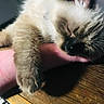 arm, cat, closeup, comfort, cozy, domestic_animal, face, fur, furry, human_arm, indoor, light_and_shadow, paw, peaceful, pet, relaxed, resting, sleeping, whiskers, wooden_table