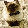 Zorro is registered to the contest to win money with this photo: cat, bowtie, fluffy, pet, indoor, bed, furniture, patterned_bedspread, animal, cute, domestic_animal, relaxed, resting, looking_at_camera, ears, paws, face, feline, mammal, home