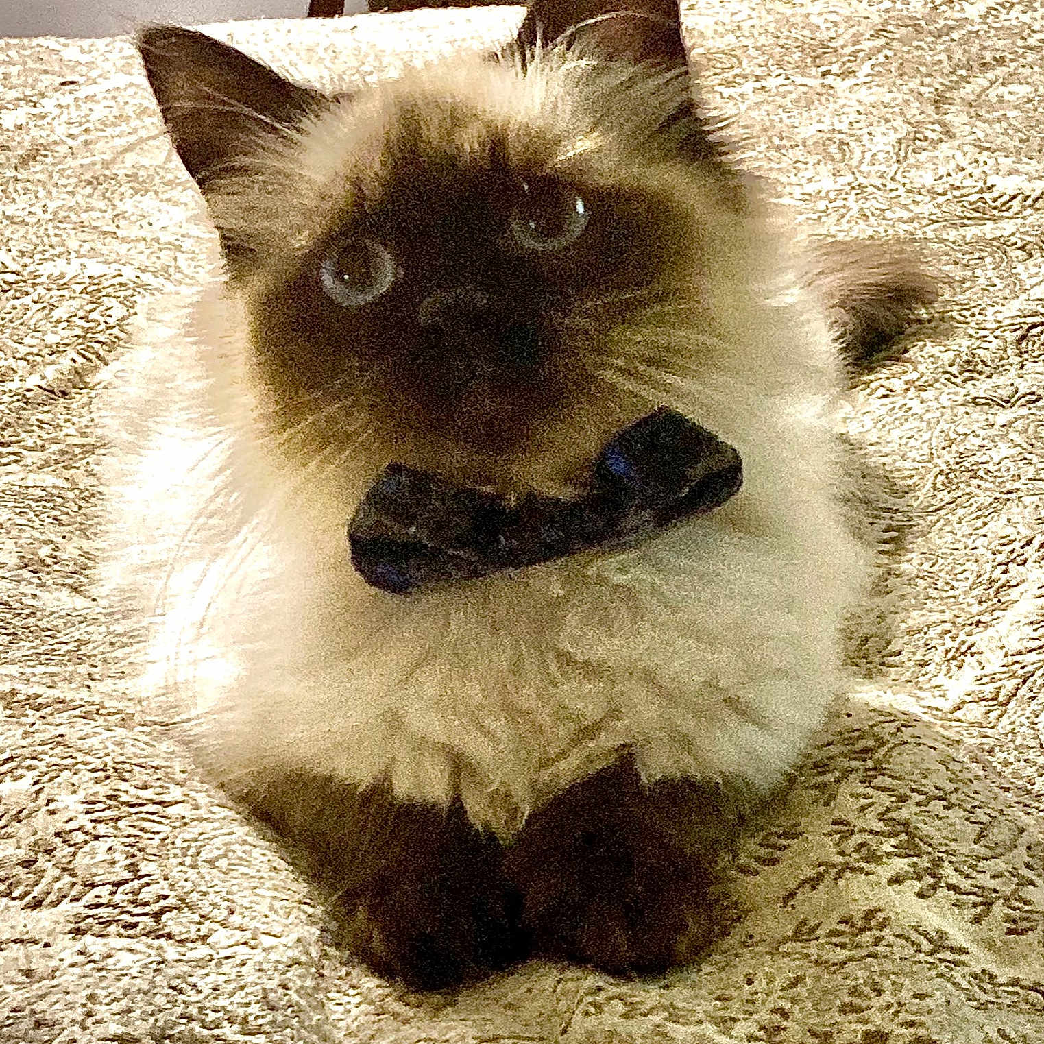 Zorro is registered to the contest to win money with this photo: cat, bowtie, fluffy, pet, indoor, bed, furniture, patterned_bedspread, animal, cute, domestic_animal, relaxed, resting, looking_at_camera, ears, paws, face, feline, mammal, home