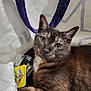 cat, tortoiseshell, pet, animal, feline, inside_bag, curious, green_eyes, closeup, indoor, purple_handle, white_bag, tag, plastic, fur, whiskers, ears, face, looking, cozy