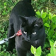 Nala participe au concours pour gagner de l'argent avec cette photo : accessories, adult, animal, blackcat, cat, grass, green, herbal, herbs, leaf, leash, male, man, nature, outdoors, person, pet, plant, strap, vegetation