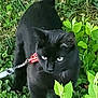 accessories, adult, animal, blackcat, cat, grass, green, herbal, herbs, leaf, leash, male, man, nature, outdoors, person, pet, plant, strap, vegetation